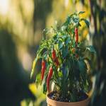 How To Grow Cow Horn Peppers - The Ultimate Guide