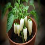 How To Grow White Chupetinho Chili Peppers - The Ultimate Guide